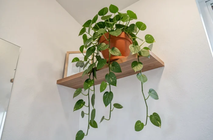 Plante retombante pothos en pot terracotta sur étagère haute dans des toilettes blanches